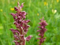 Anacamptis coriophora 6, Wantsenorchis, Saxifraga-Ed Stikvoort