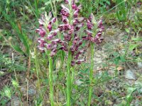 Anacamptis coriophora ssp fragrans 10, Welriekende wantsenorchis, Saxifraga-Ed Stikvoort