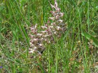 Anacamptis coriophora ssp fragrans 11, Welriekende wantsenorchis, Saxifraga-Ed Stikvoort
