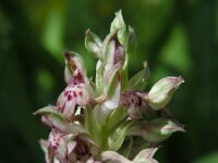 Anacamptis coriophora ssp fragrans 12, Welriekende wantsenorchis, Saxifraga-Ed Stikvoort