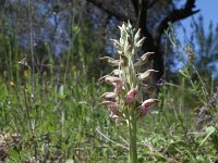 Anacamptis coriophora ssp fragrans 14, Welriekende wantsenorchis, Saxifraga-Jeroen Willemsen