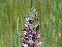 Anacamptis coriophora ssp fragrans 15, Welriekende wantsenorchis, Saxifraga-Jeroen Willemsen