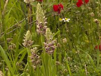 Orchis coriophora subsp. fragrans : Gebied, Israel, Orchid, Orchis, www.Saxifraga.nl