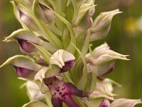 Orchis coriophora subsp. fragrans : Gebied, Israel, Orchid, Orchis, www.Saxifraga.nl