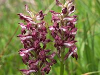 Anacamptis coriophora ssp fragrans 29, Welriekende wantsenorchis, Saxifraga-Hans Dekker