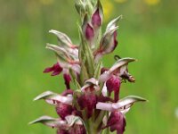 Anacamptis coriophora ssp fragrans 30, Welriekende wantsenorchis, Saxifraga-Hans Dekker