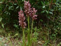 Anacamptis coriophora ssp fragrans 37, Welriekende wantsenorchis, Saxifraga-Ed Stikvoort : Limni Keri Zakynthos s9900