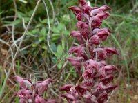 Anacamptis coriophora ssp fragrans 38, Welriekende wantsenorchis, Saxifraga-Ed Stikvoort : Limni Keri Zakynthos s9900