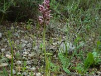 Anacamptis coriophora ssp fragrans 39, Welriekende wantsenorchis, Saxifraga-Ed Stikvoort : Limni Keri Zakynthos s9900