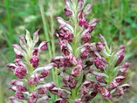 Anacamptis coriophora ssp fragrans 7, Welriekende wantsenorchis, Saxifraga-Ed Stikvoort