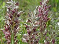 Anacamptis coriophora ssp fragrans 8, Welriekende wantsenorchis, Saxifraga-Ed Stikvoort