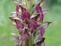 Anacamptis coriophora ssp fragrans 9, Welriekende wantsenorchis, Saxifraga-Ed Stikvoort