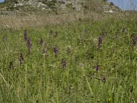 Anacamptis laxiflora 10, IJle orchis, Saxifraga-Willem van Kruijsbergen