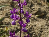 Anacamptis laxiflora 12, IJle orchis, Saxifraga-Willem van Kruijsbergen
