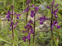 Anacamptis laxiflora 15, IJle orchis, Saxifraga-Willem van Kruijsbergen