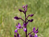 Anacamptis laxiflora 18, IJle orchis, Saxifraga-Jan van der Straaten