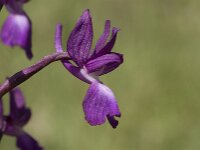 Anacamptis laxiflora 19, IJle orchis, Saxifraga-Jan van der Straaten