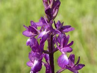 Anacamptis laxiflora 21, IJle orchis, Saxifraga-Jan van der Straaten