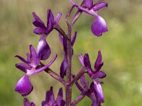 Anacamptis laxiflora 23, IJle orchis, Saxifraga-Jan van der Straaten