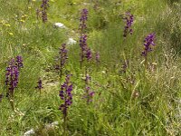 Anacamptis laxiflora 24, IJle orchis, Saxifraga-Jan van der Straaten