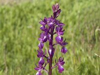 Anacamptis laxiflora 26, IJle orchis, Saxifraga-Jan van der Straaten