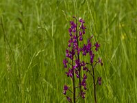 Anacamptis laxiflora 30, IJle orchis, Saxifraga-Jan Nijendijk