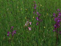 Anacamptis laxiflora 36, IJle orchis, Saxifraga-Hans Boll