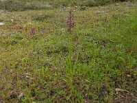 Anacamptis laxiflora 39, IJle orchis, Saxifraga-Peter Meininger