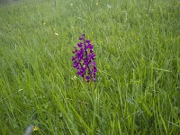 Anacamptis laxiflora 40, IJle orchis, Saxifraga-Jan Nijendijk