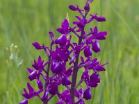 Anacamptis laxiflora 42, IJle orchis, Saxifraga-Jan Nijendijk