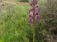 Anacamptis laxiflora 47, IJle orchis, Saxifraga-Ed Stikvoort