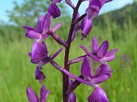 Anacamptis laxiflora 48, IJle orchis, Saxifraga-Ed Stikvoort