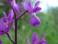 Anacamptis laxiflora 50, IJle orchis, Saxifraga-Ed Stikvoort