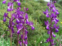 Anacamptis laxiflora 52, IJle orchis, Saxifraga-Ed Stikvoort