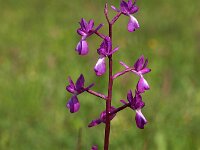 Anacamptis laxiflora 54, IJle orchis, Saxifraga-Hans Dekker