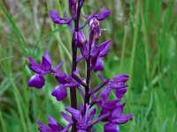 Anacamptis laxiflora 55, IJle orchis, Saxifraga-Harry Jans
