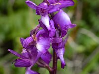 Anacamptis laxiflora 56, IJle orchis, Saxifraga-Harry Jans