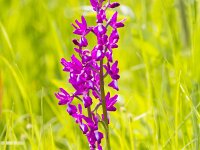 Anacamptis laxiflora 59, IJle orchis, Saxifraga-Jan Nijendijk
