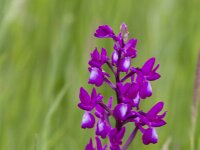 Anacamptis laxiflora 62, IJle orchis, Saxifraga-Jan Nijendijk
