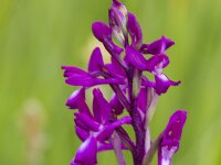 Anacamptis laxiflora 63, IJle orchis, Saxifraga-Jan Nijendijk