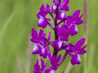 Anacamptis laxiflora 65, IJle orchis, Saxifraga-Jan Nijendijk
