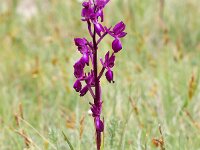 Anacamptis laxiflora 67, IJle orchis, Saxifraga-Tom Heijnen