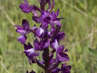 Anacamptis laxiflora 7, IJle orchis, Saxifraga-Willem van Kruijsbergen