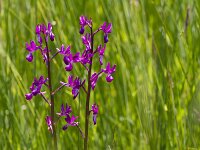 Anacamptis laxiflora 70, IJle orchis, Saxifraga-Jan Nijendijk