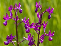 Anacamptis laxiflora 71, IJle orchis, Saxifraga-Jan Nijendijk