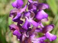 Anacamptis morio 100, Harlekijn, Saxifraga-Sonja Bouwman  855. Harlekijn - Anacamptis morio - Orchidaceae familie (i)