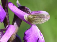 Anacamptis morio 114, Harlekijn, Saxifraga-Sonja Bouwman  855. Harlekijn - Anacamptis morio - Orchidaceae familie (i)