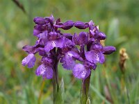 Anacamptis morio 118, Harlekijjn, Saxifraga-Mark Zekhuis