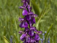 Anacamptis morio 14, Harlekijn, Saxifraga-Marijke Verhagen