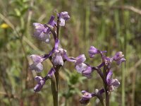Anacamptis morio 150, Harlekijn, Saxifraga-Willem van Kruijsbergen